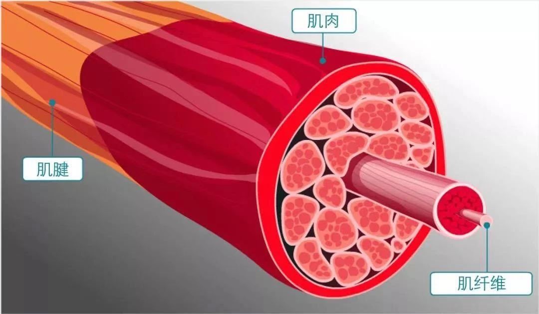 健美健身计划一周表_健身健美计划_健美健身计划怎么写/