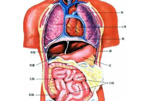 人体器官分五脏六腑器官分布图_器官分布表_器官分布图画高清/