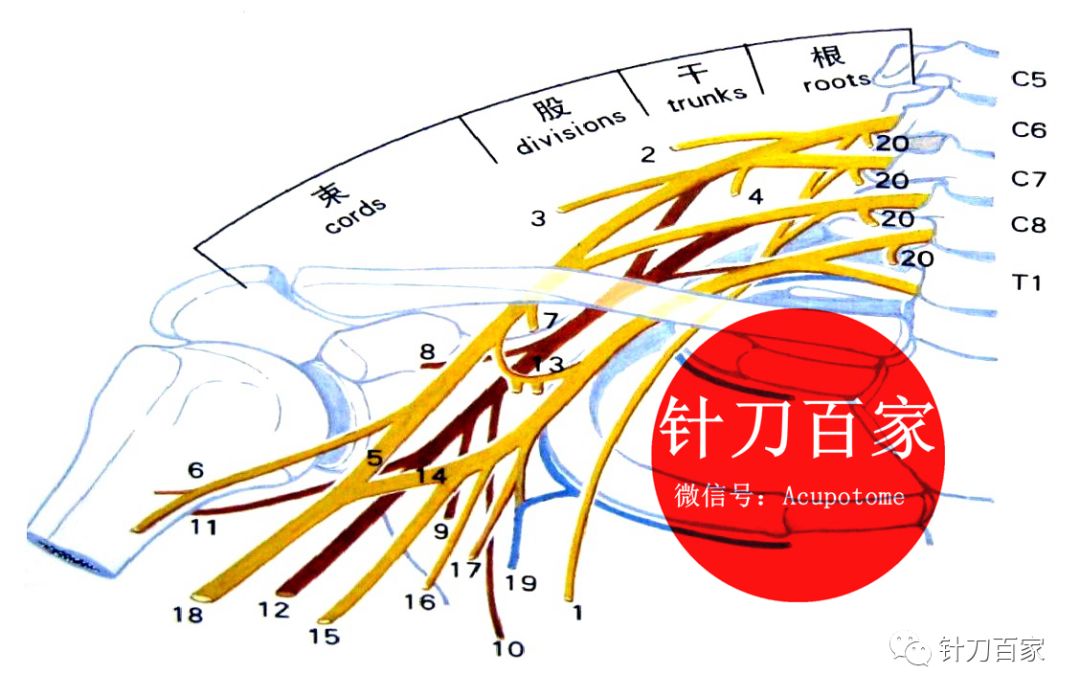 胸小肌_臀大肌臀中肌臀小肌图_胸锁乳突肌和斜方肌/