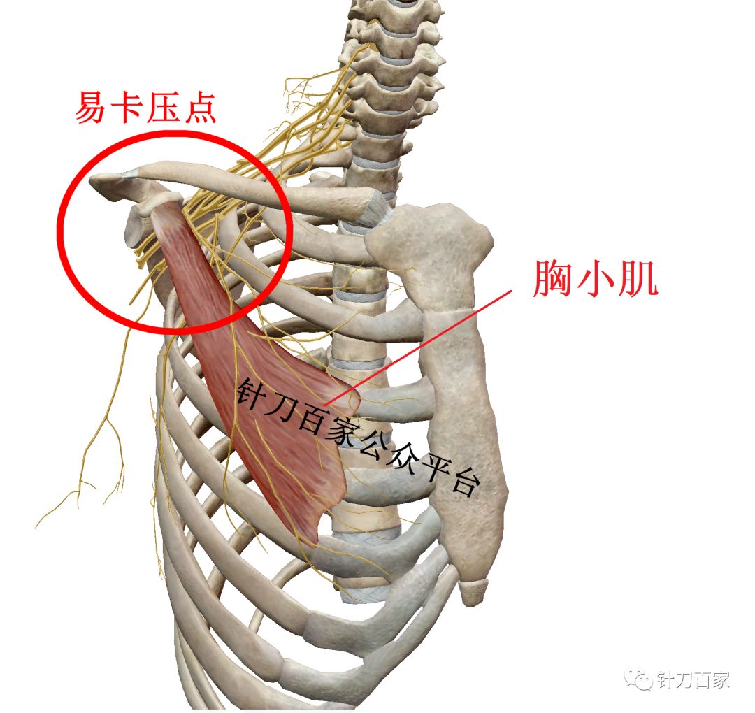 胸锁乳突肌和斜方肌_臀大肌臀中肌臀小肌图_胸小肌/