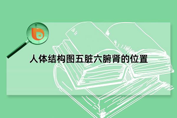 器官分布图画高清_人体器官分五脏六腑器官分布图_器官分布表/